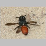 Sphecodes albilabris - Blutbiene 13 13mm in Rueckenlage.jpg